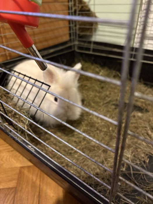 Królik w dobre rece.