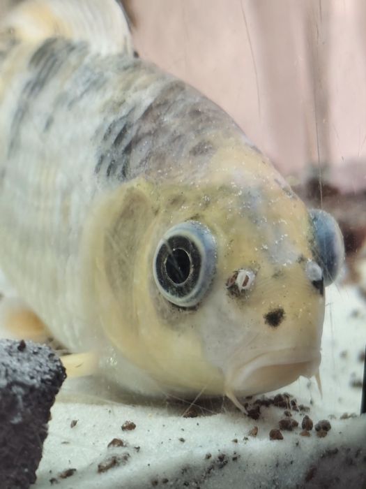 carpa koi 1 ano!