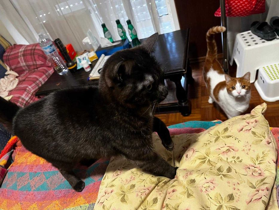 Gata e gato para adocao consciente