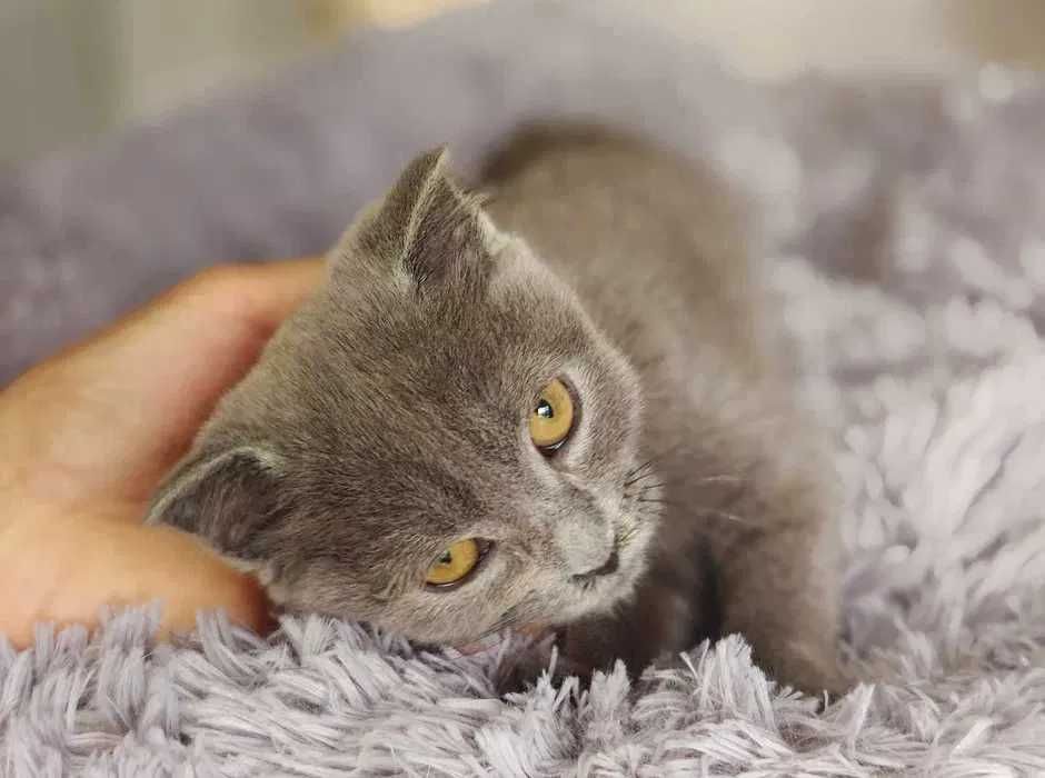 Кішечка, кішка, кошеня, ніжна Бренда (4 міс.)