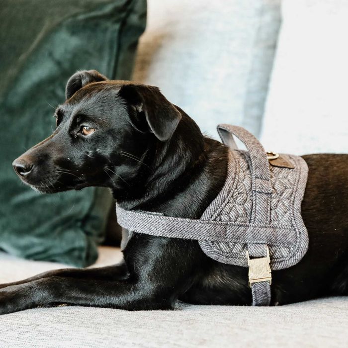 Szelki Kentucky dogwear wool szare XL