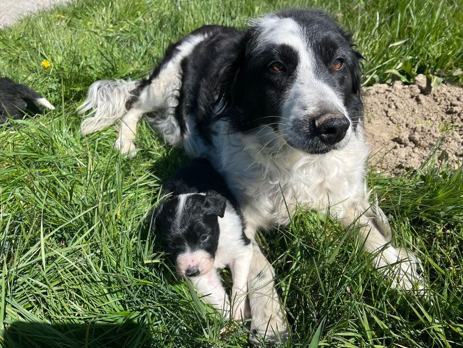 Border collie- suczka