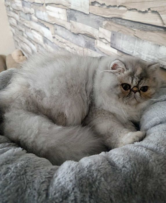 Koteczka perska z rodowodem FPL