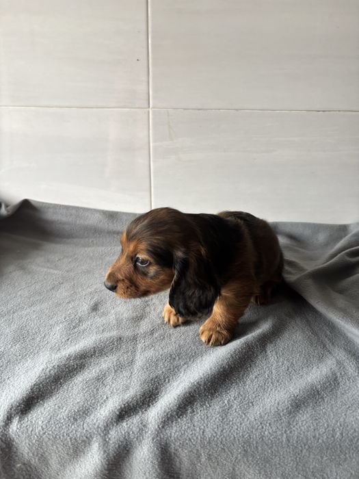 Teckel macho pelo comprido miniatura