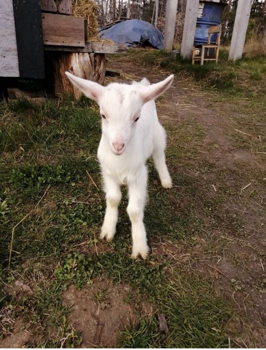 Продам маленьких козликів