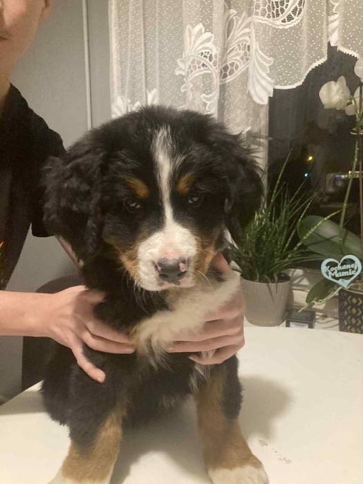 Bernenski Pies Pasterski