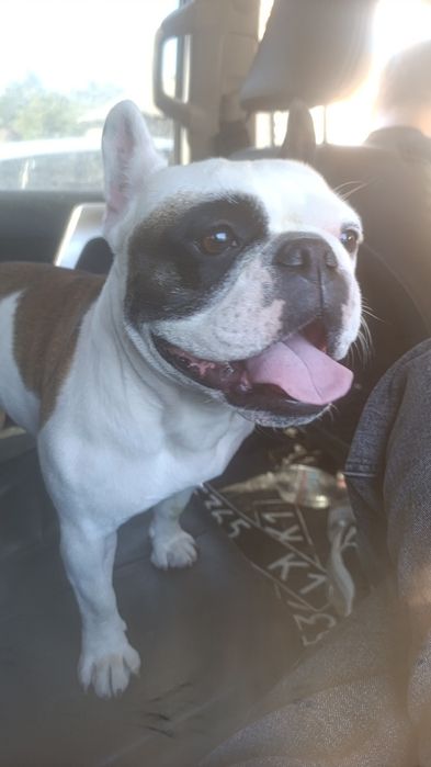 Пропала собака клічка Мікі смт Гореничі