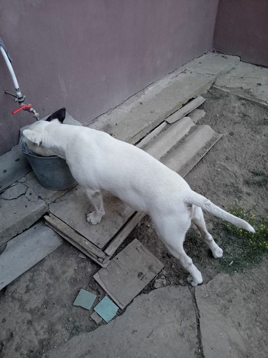 В'язка. Бультерєра