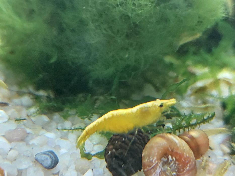 Krewetki yellow neon