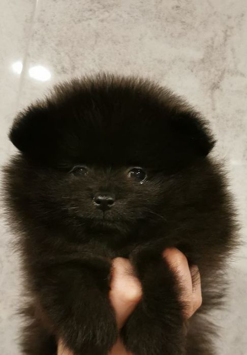 Pomeranian Szpic miniaturowy Suczka