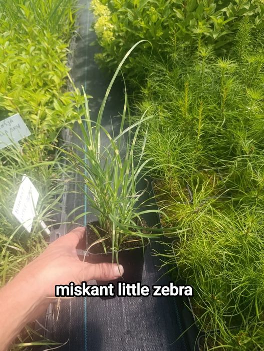 Miskant little zebra
