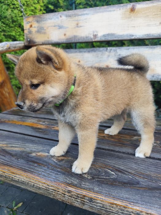 Shiba Inu KioFig ZKwP FCI  Piękne suczki