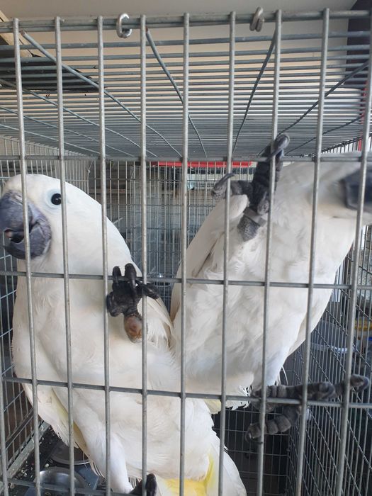 Catatua Albas  casal ja com cités