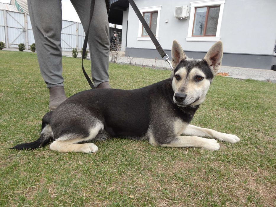 Девочки, 1 год. Стерилизованы. Ищут хозяина.