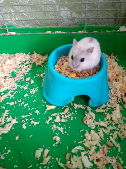 Хомячки Кременчуг