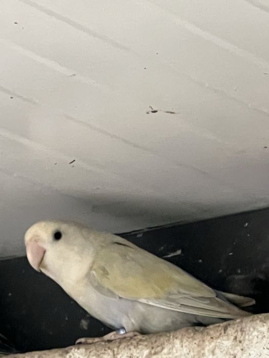 Agaponis roseicollis