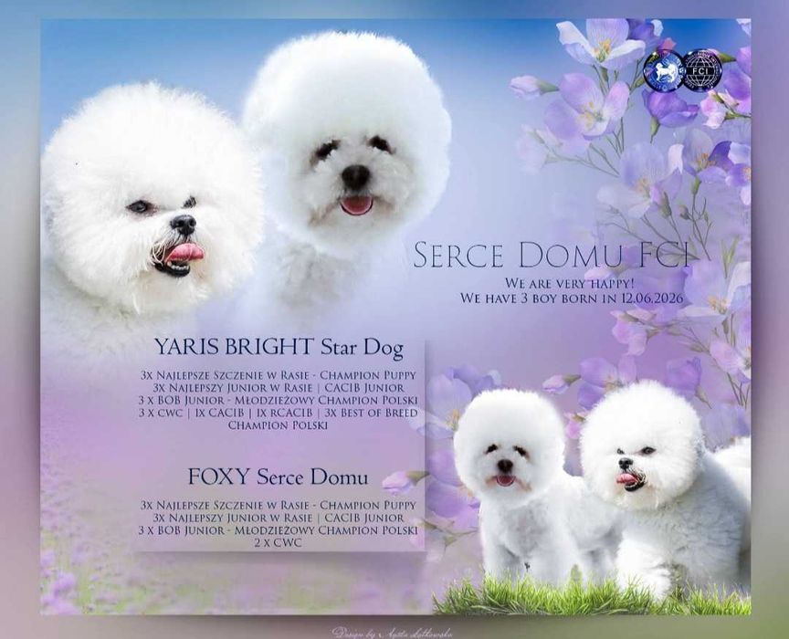 Bichon Frise Chłopiec