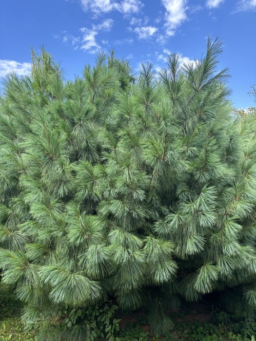 Будинок за адресою вул. Капеланська (площа 297 м²) - Atlanta.ua - фото 14