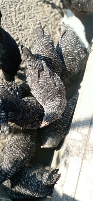 Куры петухи и молодка !!!