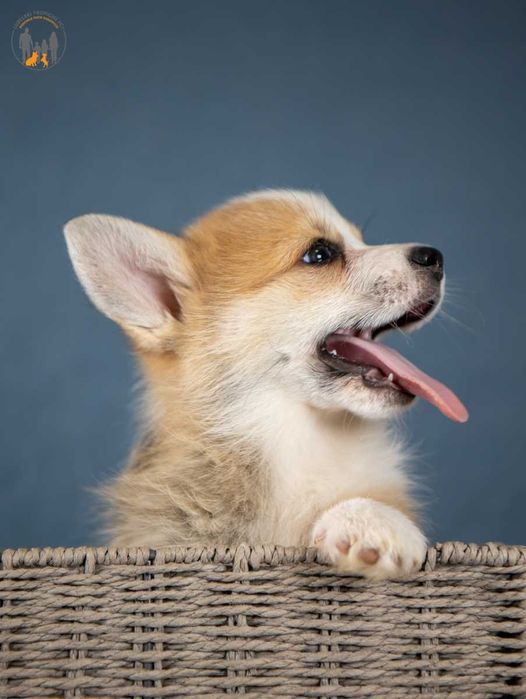 Welsh Corgi Pembroke   piękne po Championie