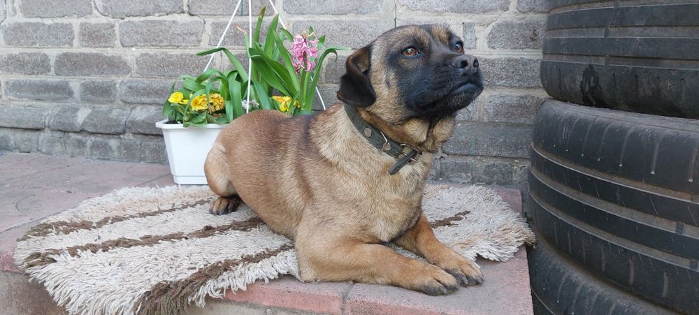 Собачка для охраны в добрые руки