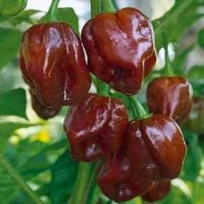 10 Sementes Pimenta Malagueta Habanero CHOCOLATE