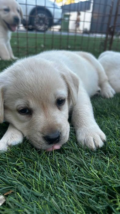 Cachorro Labrador com LOP