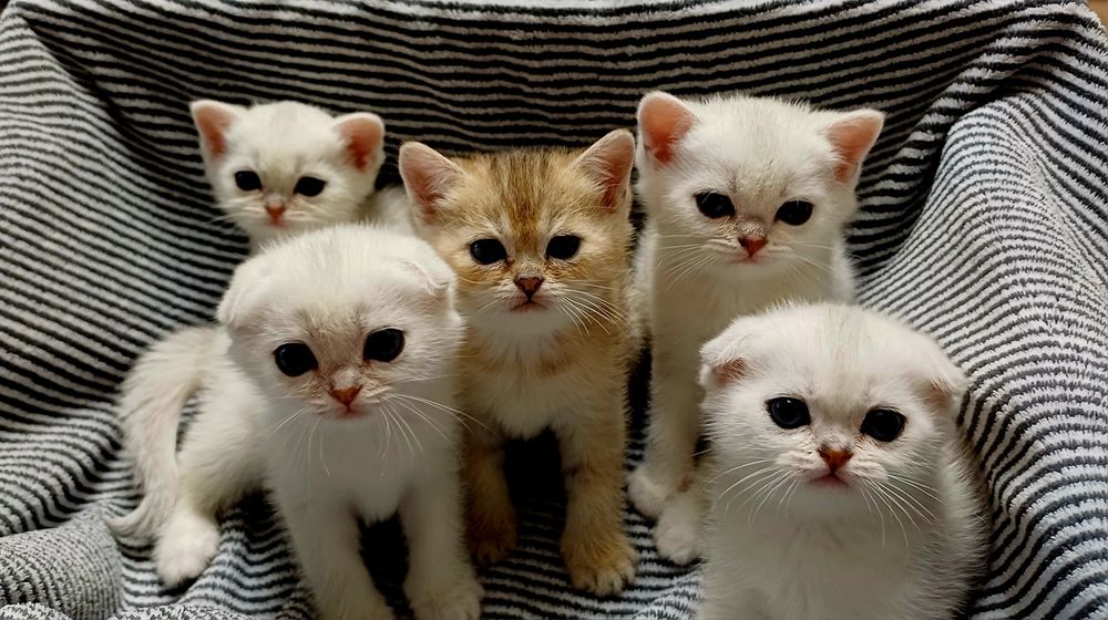 Шотландські кошенята