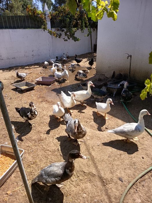 PROMOÇÃO patos mudos