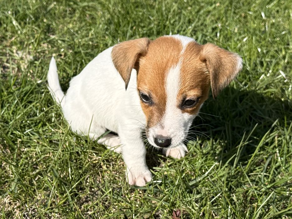 Jack Russel Terier piesek