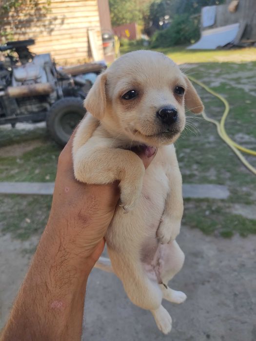 Цуценя безкоштовно