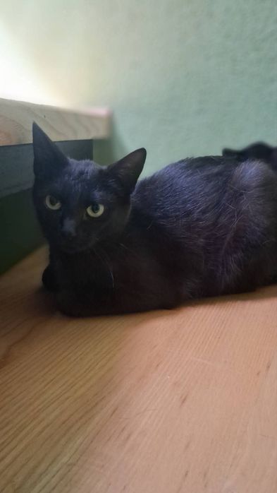Кошенята в добрі ручки