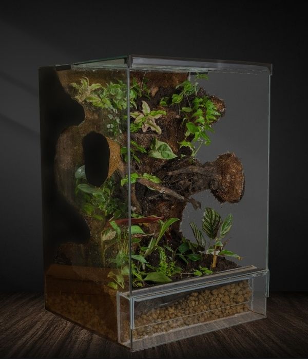 Terrarium tropikalne 40x40x60 gekon orzęsiony jaszczurka