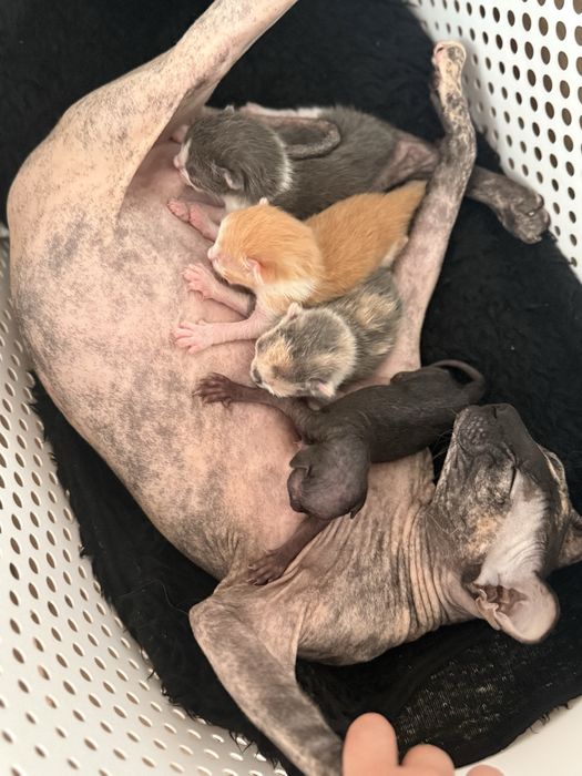 Кошенята сфінкс донський