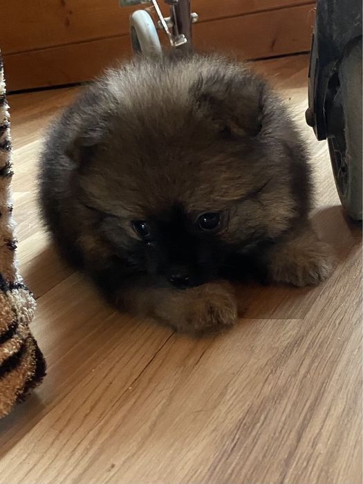 Соболь хлопчик 2 місяці