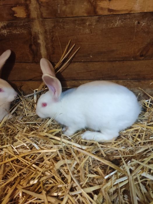 Królik Termondzkie Białe samce i samice