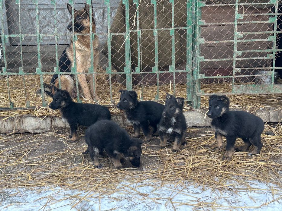 Німецька вівчарка