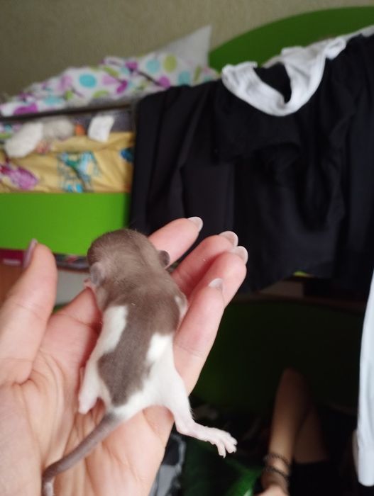 Пропоную крисинята дамбо