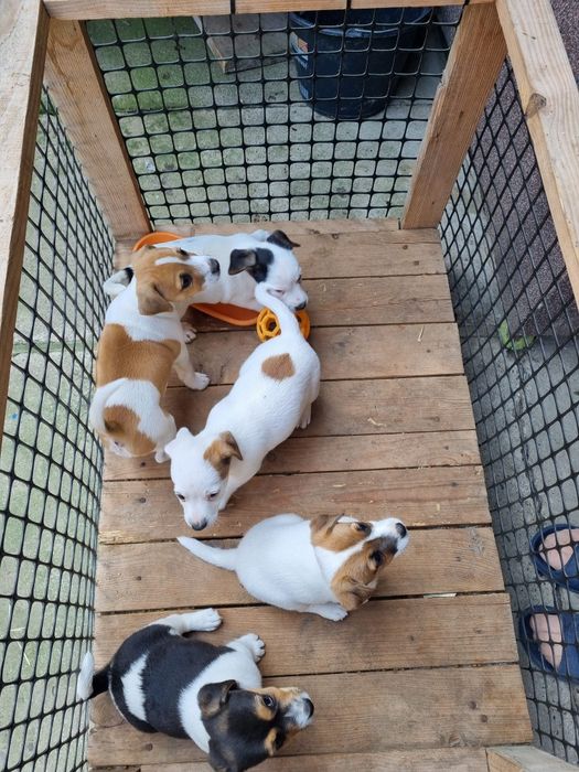 Jack Russel terrier