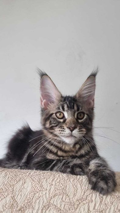 Gatinha Maine Coon