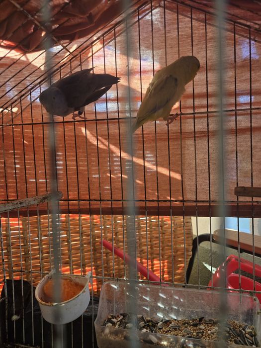 Casal de forpus  para venda