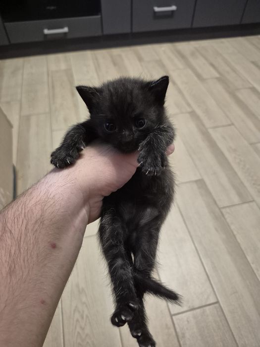 Віддам котиків в добрі руки!