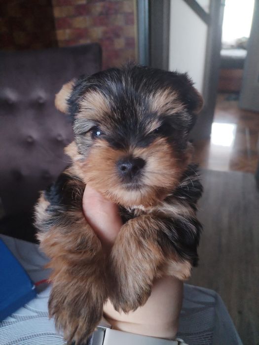 Yorkshire terrier