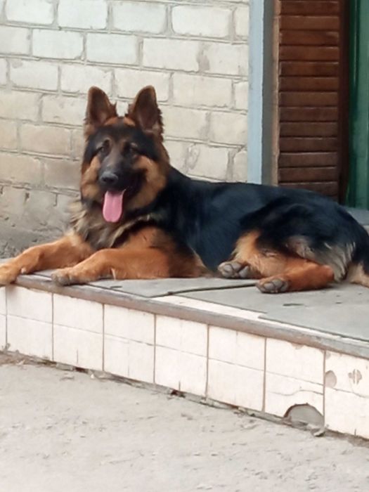 Мальчик ищет девочку для развязки