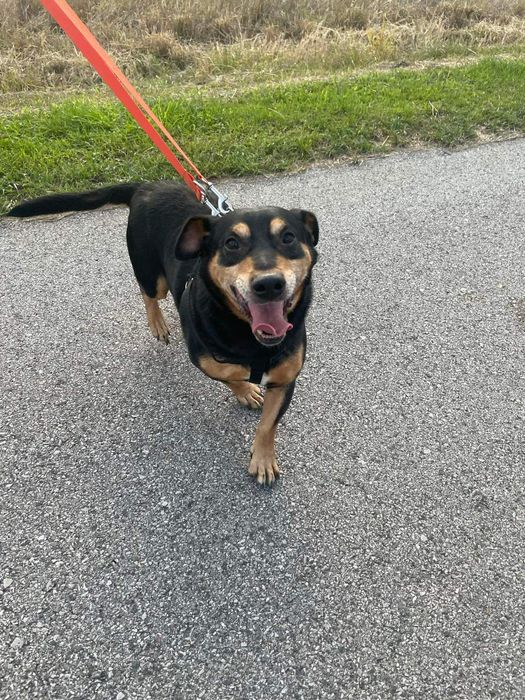 Cudny Rex do adopcji