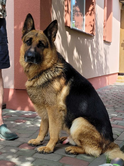 Німецька вівчарка, кобель