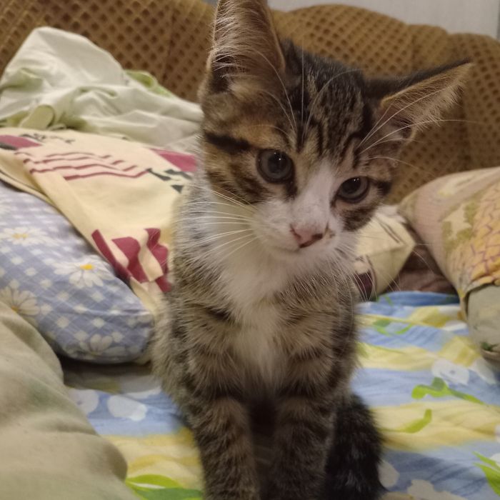 Срочно!Отдам котенка