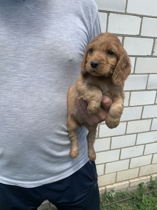 Продам цуценят Кокера