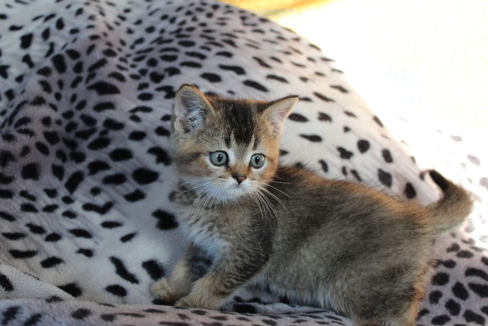 Котик шотландський кошеня