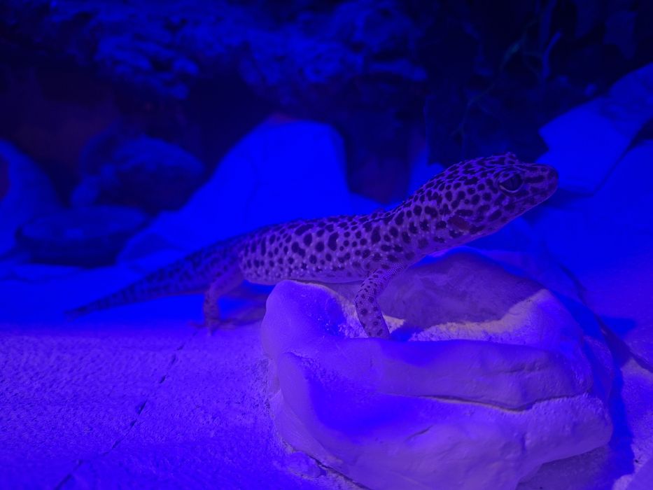 Gekon lamparci samica